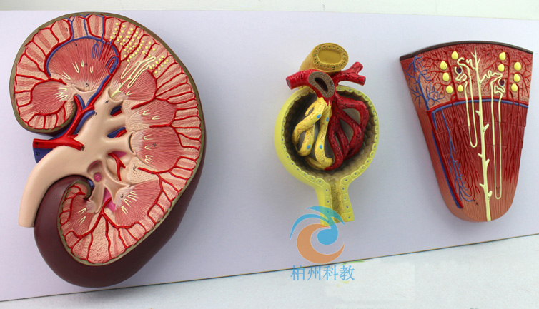 �I�c�I��λ �IС��Ŵ�ģ��