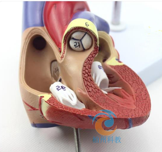 ���������K����ģ��