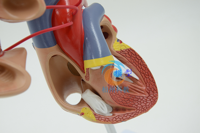 ��Ȼ�����K���ģ��