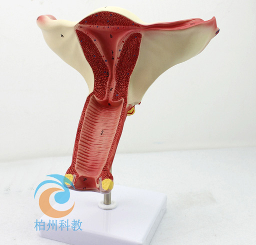 Ů�ԃ�(n��i)��ֳ������ģ��