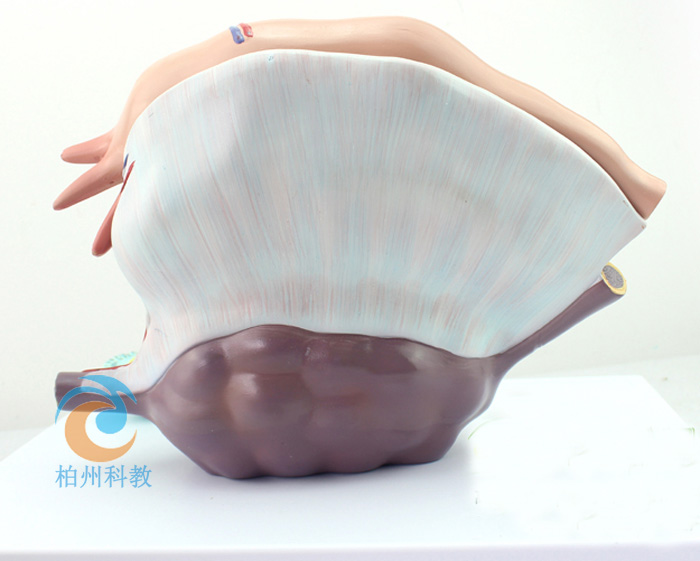 �ѳ��Y(ji��)��(g��u)�Ŵ�ģ��