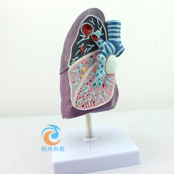 �β�������ģ��