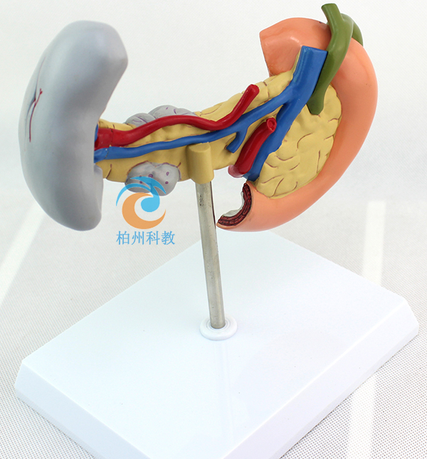 ����Ƣ��ʮ��ָ�c��׃ģ��