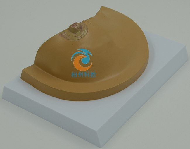 �鷿��������ģ��