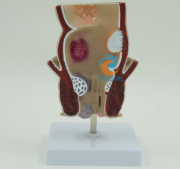 ֱ�c����ģ��