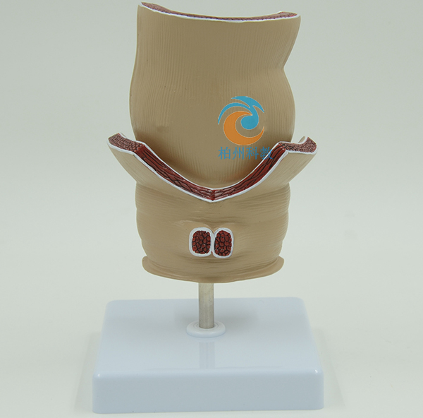 ֱ�c����ģ��