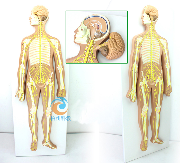 ��(j��ng)ϵ�y(t��ng)ģ��