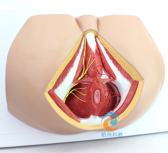 ���ԕ�ꎲ���(j��ng)Ѫ��ģ��