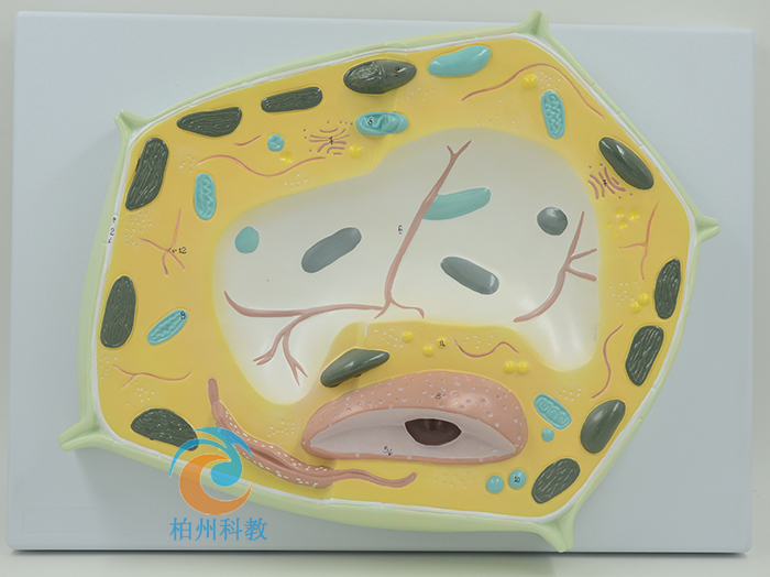 ֲ�：(x��)��ģ��