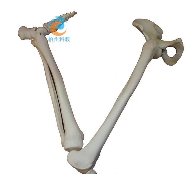 ��֫���B�y��ģ��