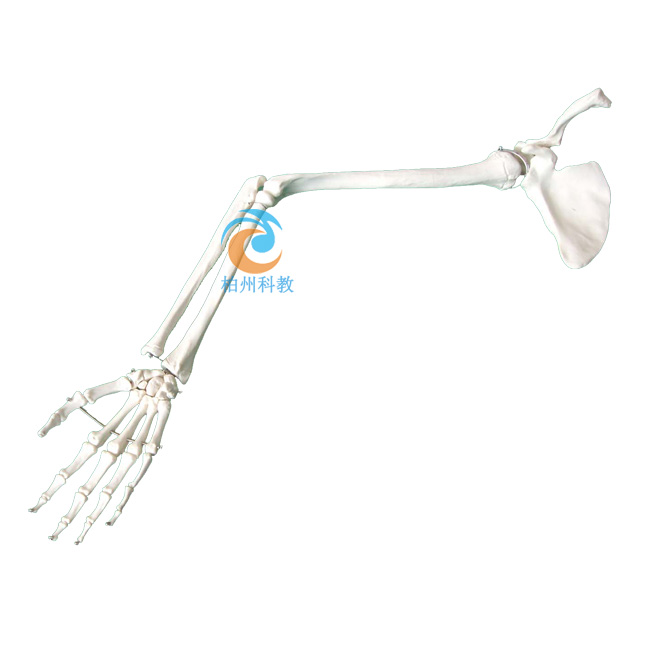 �ֱ۹������ι����i��ģ��