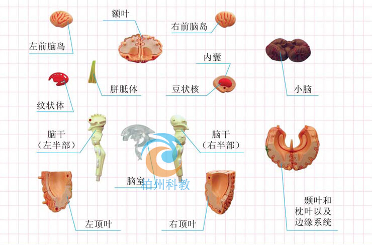 �X�Y(ji��)��(g��u)ģ��