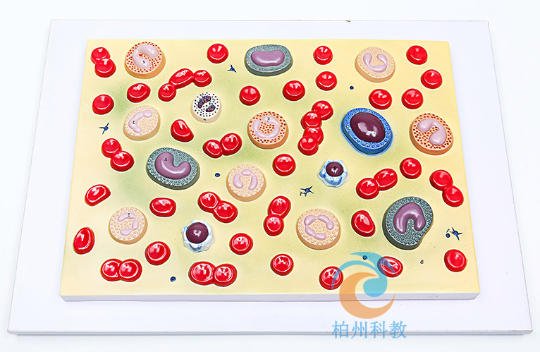 Ѫ����ģ��