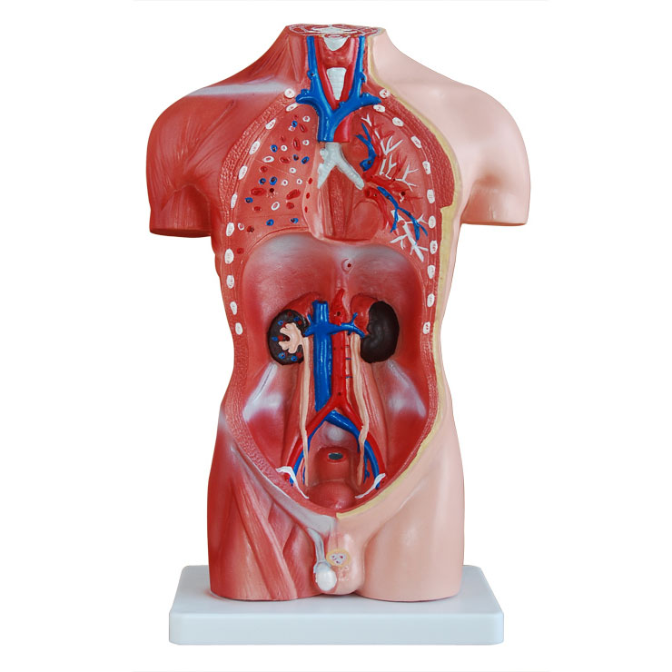 �����|��ģ��42CM(13��)