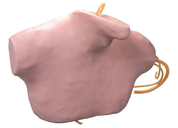 �����o�}���̲��ģ��