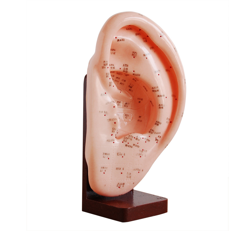 ��ᘾ�ģ�� 22cm