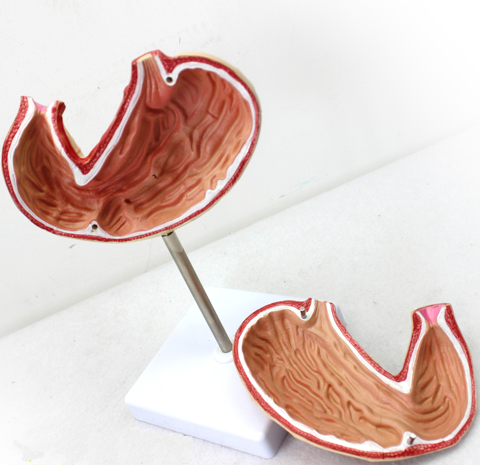 ��Ȼ��θģ��