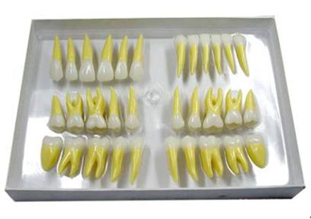 ��(f��)ɫ����ģ��