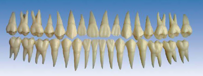 ��ɫ����ģ��