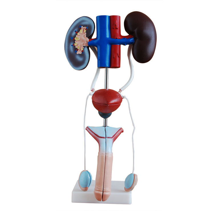 ����������ֳϵ�y(t��ng)����ģ��