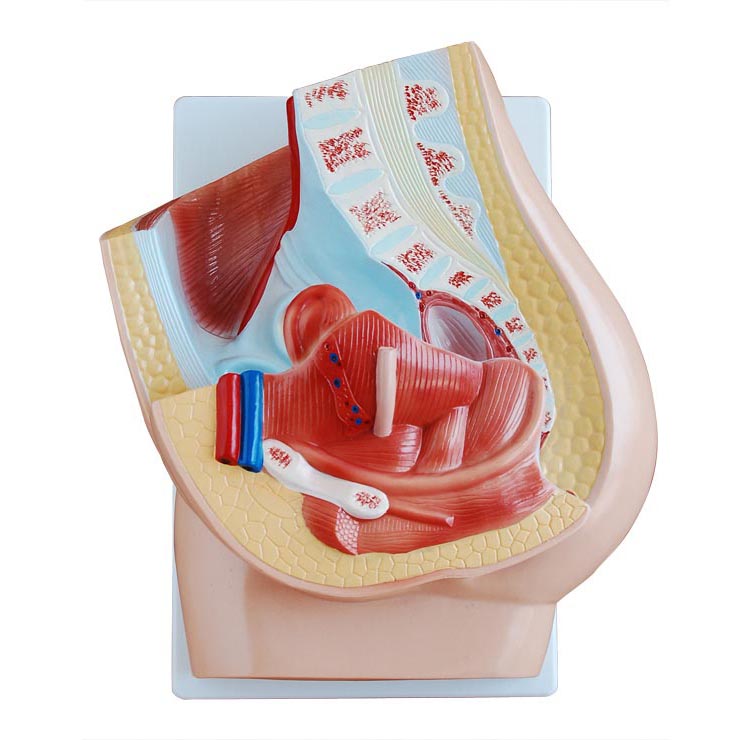 Ů����ǻ����ʸ�����ģ��(2��)