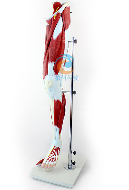 ��֫���⸽��ҪѪ����(j��ng)ģ��