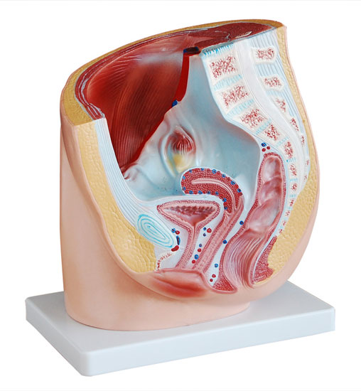 Ů��ʸ�����ģ��(1��) 