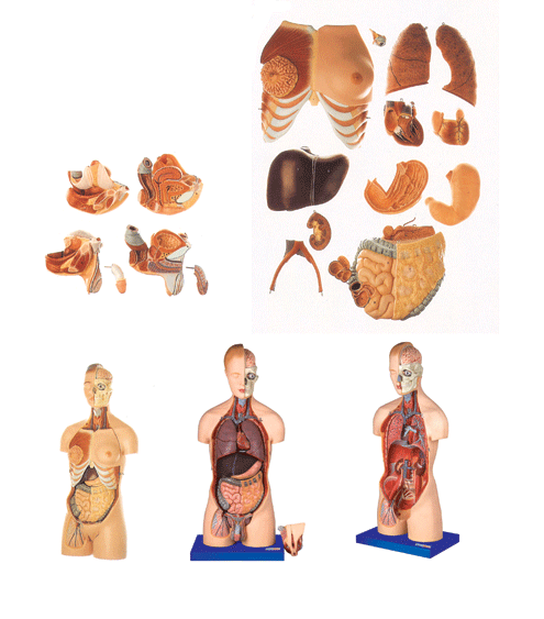 ���ԡ�Ů������Ի��Q���w�^�i�|��ģ��