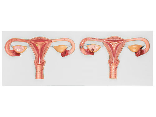 �����ܾ��^�̷Ŵ�ģ��