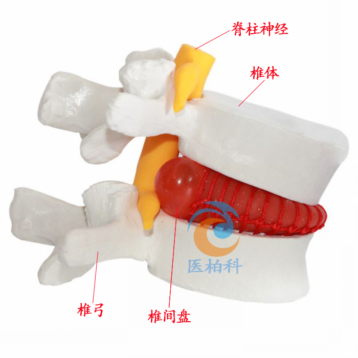 ��׵�g�Pͻ����ʾģ��