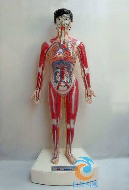 ΢��X���w�Ą������c��Сѭ�h(hu��n)��ʾ�x