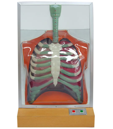 ���w�����\��늄�ģ��