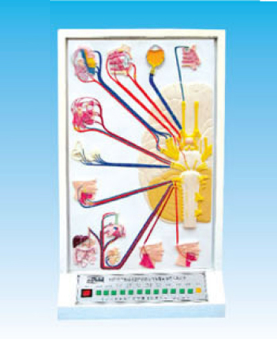 �X��(j��ng)���X��(j��ng)�ĳɷּ��ֲ�늄�ģ��