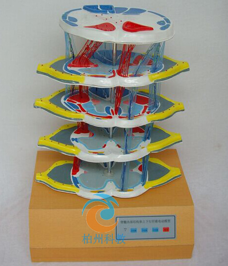 ����ă�(n��i)���Y�������������w�S늄�ģ��