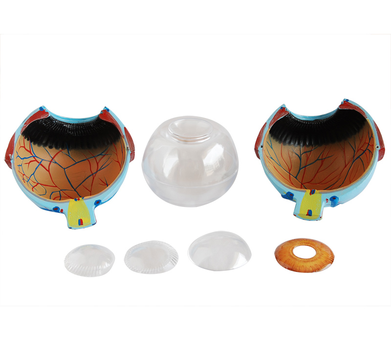 ����Ŵ�ģ��