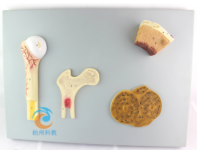 ���w������(g��u)��ģ��