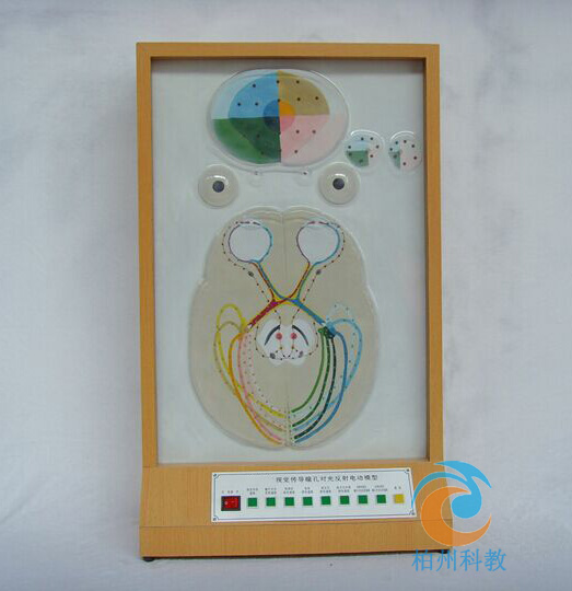 ҕ�X����(d��o)ͫ�׌�(du��)�ⷴ��늄�(d��ng)ģ��