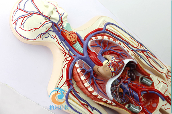 ѪҺѭ�h(hu��n)ģ��