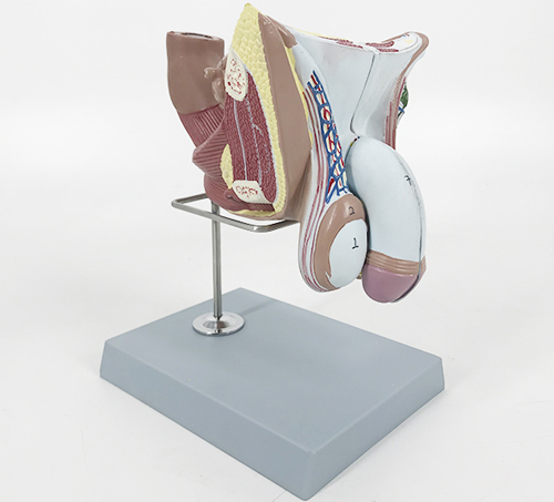 ������ֳ���ٽY(ji��)��(g��u)ģ��������ֳ���ٽY(ji��)��(g��u)ģ��