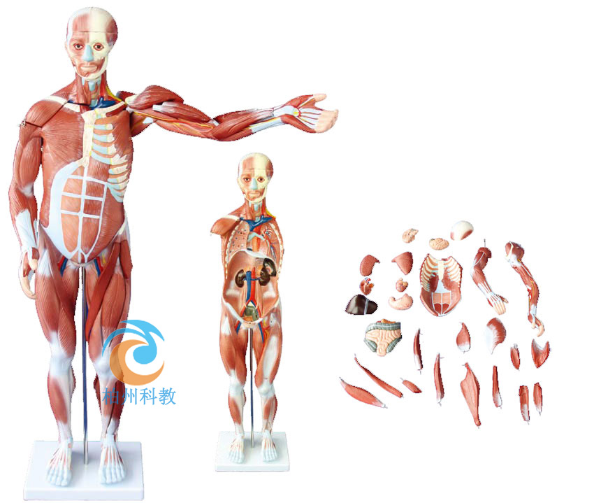 ����Ѫ����(j��ng)ģ��