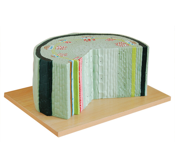 �p���~ֲ���oģ��