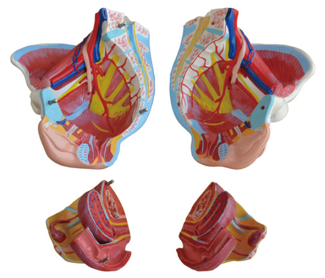 �߼�Ů�Թ��踽��ֳ���cѪ����(j��ng)ģ��