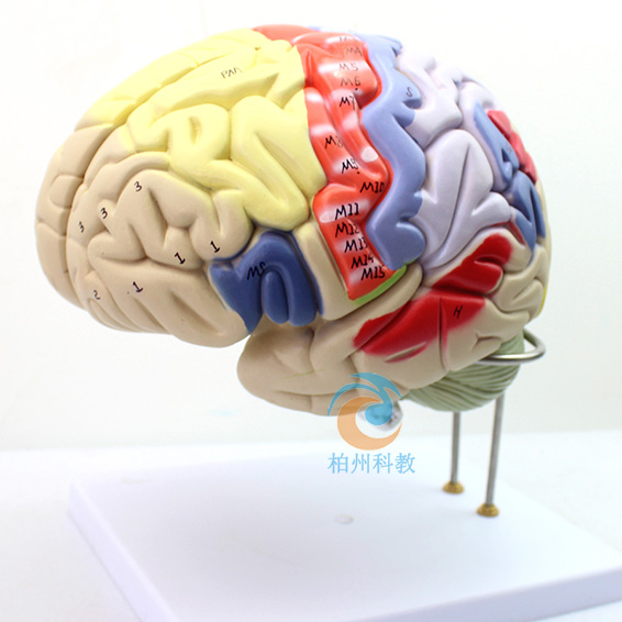 ���w���X����ģ��