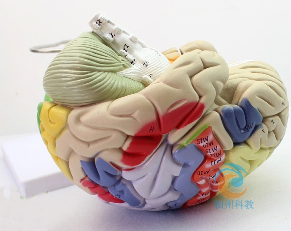 ���w���X����ģ��