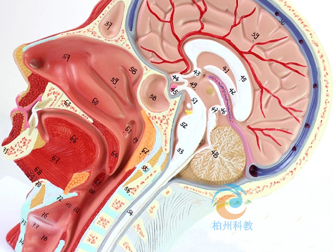 �^���\����Ѫ�ܼ���ģ��