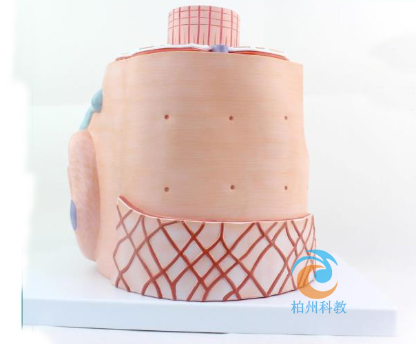 �������w�S�@΢�Y(ji��)��(g��u)�Ŵ�ģ��