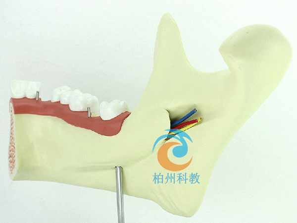 �¶�����(j��ng)�����w����ģ�� 6����