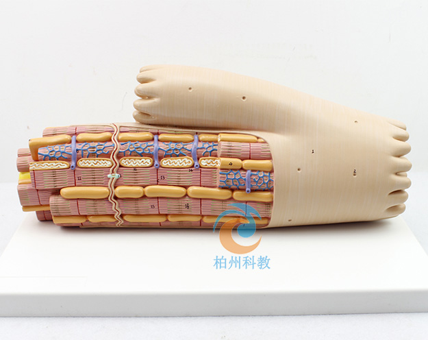 �ļ����ʷŴ�ģ��