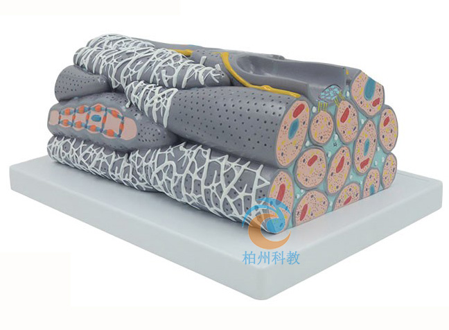 ƽ�����M�����ʷŴ�ģ��