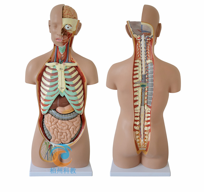 ���w�o���_���|��ģ��85CM(17��)